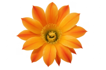 Orange cactus flower blooming isolated with transparent background