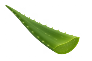 Fresh green aloe vera leaf detail showing succulent gel