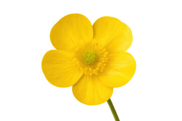 Yellow buttercup flower blossom with transparent background