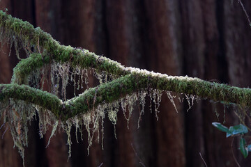 spanish moss in front of a redwood tree