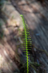 Close up of a new fern leaf