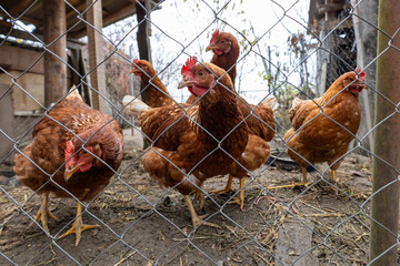 Free range brown chickens behind wire fence in rural farmyard, domestic poultry farming and animal husbandry concept. © Gazz