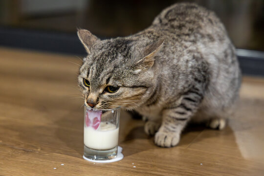 Tabby cat drinking milk from small glass. Cute tabby cat licking milk from a small glass on a wooden floor, with a bit of spilled milk around the base.