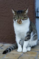 Cat sitting on tiles by a wall in a quiet outdoor area during daylight hours