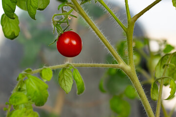 Fresh red tomato grows on green plant in garden during sunny day