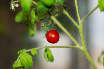 Cherry tomato grows on green plant branch in garden under bright light during day time