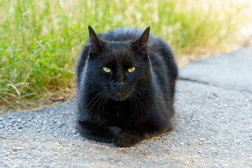 Black cat resting on a path in a green outdoor area during daylight hours
