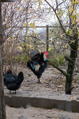 Black rooster and hen walking in rural garden yard in autumn, domestic poultry on small countryside farm, traditional animal husbandry concept.