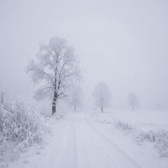 Obraz premium Frozen Solitude