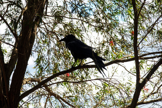 Australian Raven (Corvus coronoides)