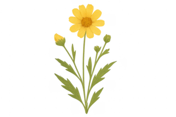Yellow daisy flower with buds transparent background