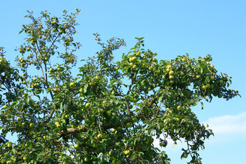 Fototapeta premium Old Apple Tree in Lower Lusatia, Germany 