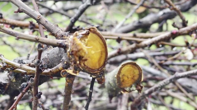 Pruned fruit tree branches with disease and new bud growth