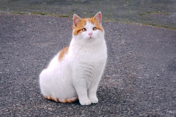 Cute cross-eyed kitten sitting outdoors. Horizontal image with selective focus.	