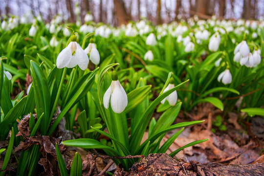 Carpet of snowdrops Galanthus plicatus in spring forest