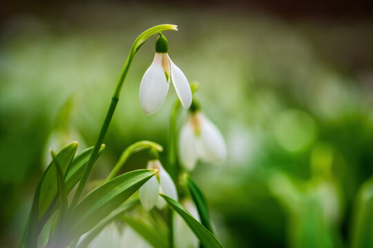 Beautiful first flowers snowdrops in spring forest