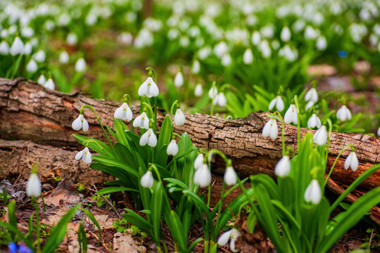 Carpet of snowdrops Galanthus plicatus in spring forest