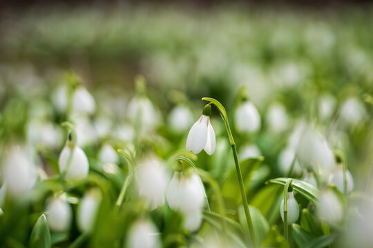 Beautifull first flowers snowdrops in spring forest