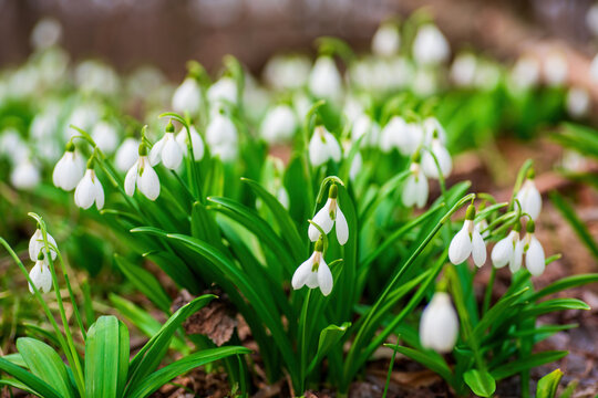 Carpet of snowdrops Galanthus plicatus in spring forest