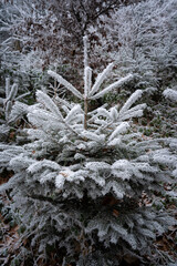 small christmas or fir tree with ice crystals with a background of a forest in winter
