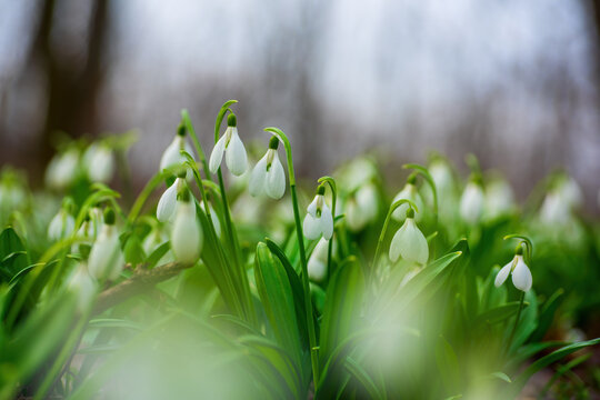 Spring snowdrop flowers in spring forest on blurred bokeh background