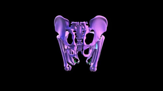 Bone structure model shows detailed anatomy of a human pelvis and leg in colorful design with 3D rotation
