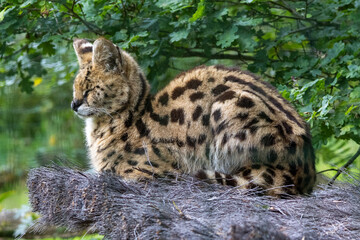 Obraz premium Serval