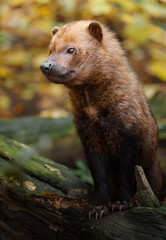 Portrait of Bush dog in zoo
