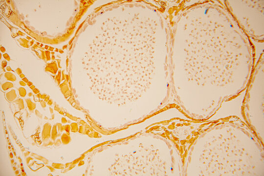 Microscopic view of cellular structures showcasing intricate patterns and textures, highlighting biological processes and scientific exploration in a laboratory setting