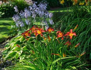 Daylilies and hosta plants in a perennial flowerbed.