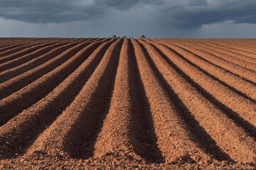 Field plowed into hills and furrows reaching the horizon.