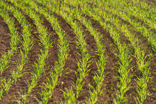 Young wheat plants growing in a grain field.