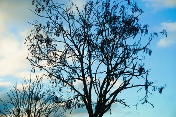 Landschaftspanorama mit schwarzer Silhouette von Baum in der Natur vor blauem Himmel bei Sonne am Morgen im Winter