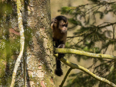 Singe Capucin