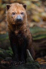 Portrait of Bush dog in zoo