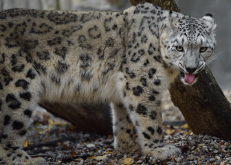 Portrait of Snow leopard in zoo