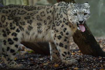 Portrait of Snow leopard in zoo