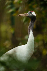 Portrait of Red crowned crane