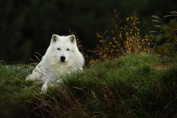 Portrait of Arctic wolf in autumn