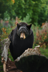 American black bear in autumn