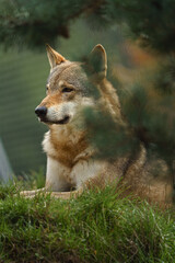Portrait of Grey wolf in zoo