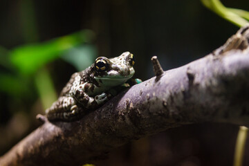 Mission golden eyed tree frog