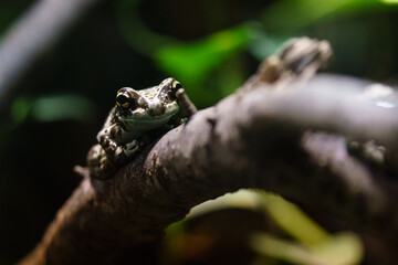 Mission golden eyed tree frog