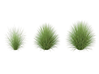 Three grasses isolated on transparent background