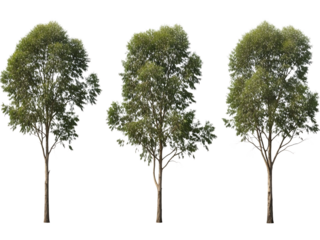 Three trees, isolated on transparent background