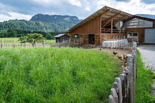 Freilaufende H&uuml;hner auf einer H&uuml;hnerweide mit einem neugebauten H&uuml;hnerstall aus Holz im Hintergrund.