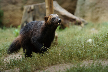 Portrait of Wolverine in zoo