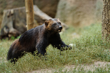 Portrait of Wolverine in zoo