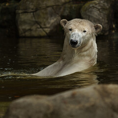 Portrait of Polar bear in zoo
