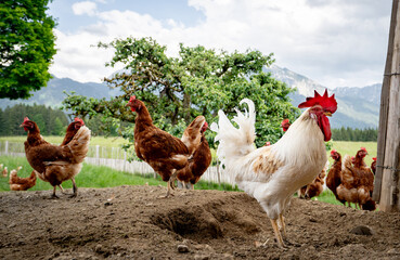 Stolzer Hahn mit seinen freilaufenden H&uuml;hner auf einer H&uuml;hnerweide auf einem Bauernhof..